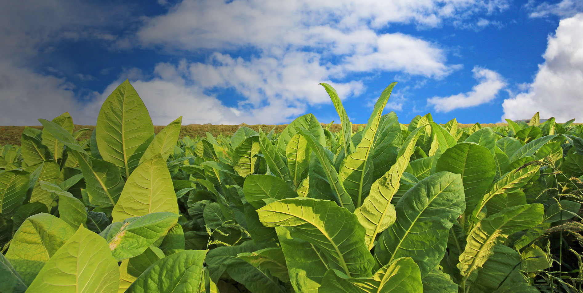 United Tobacco Company LTD